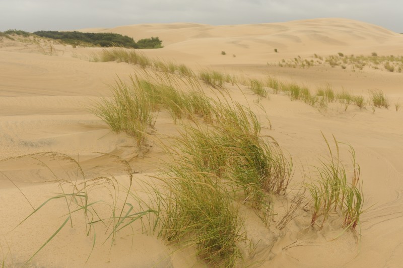 dunes