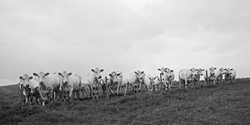 cows