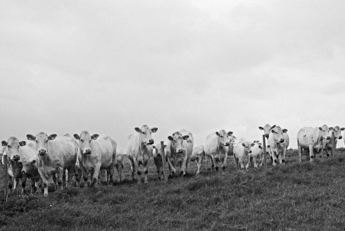 cows