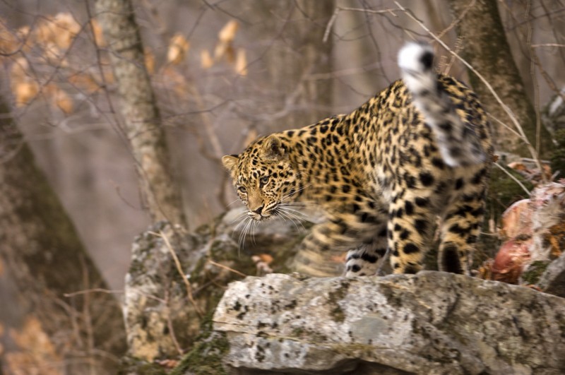 002andrewharrington-amurleopards