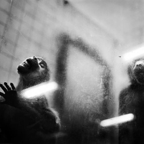 jonathon bowman - monkey business