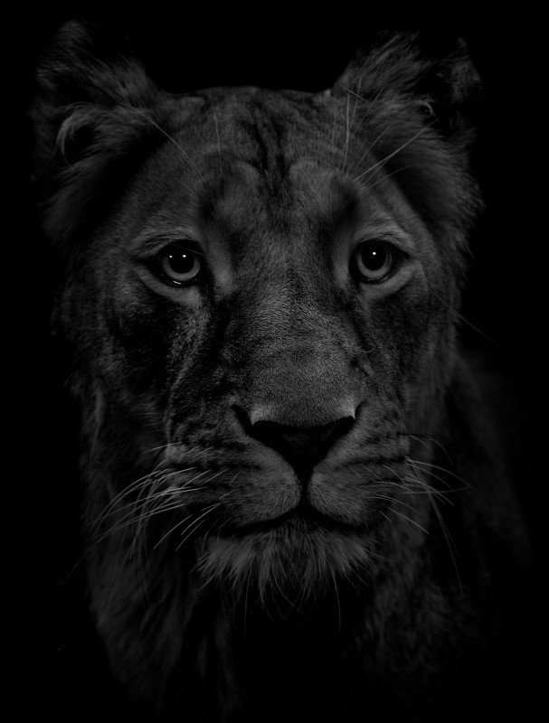 tiger