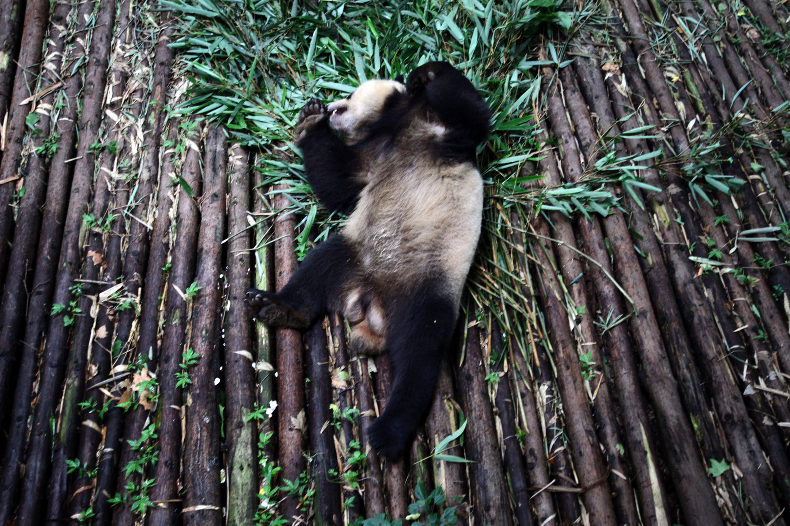 Sean Gallagher – China’s Fragile Forests « burn magazine