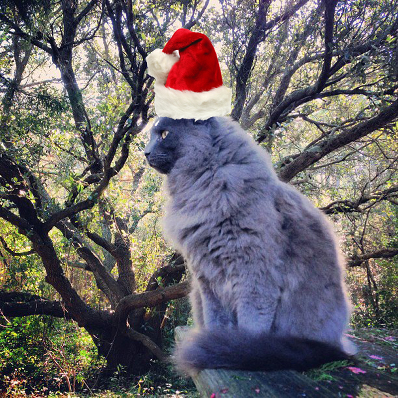 davids cat