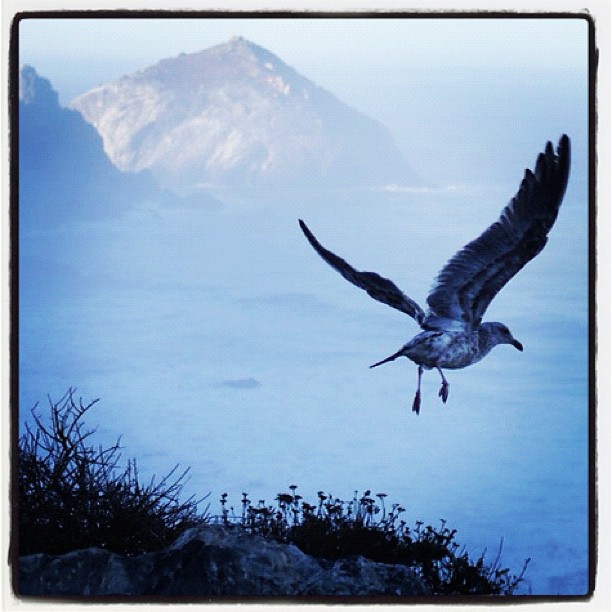 Big Sur early morn . ....