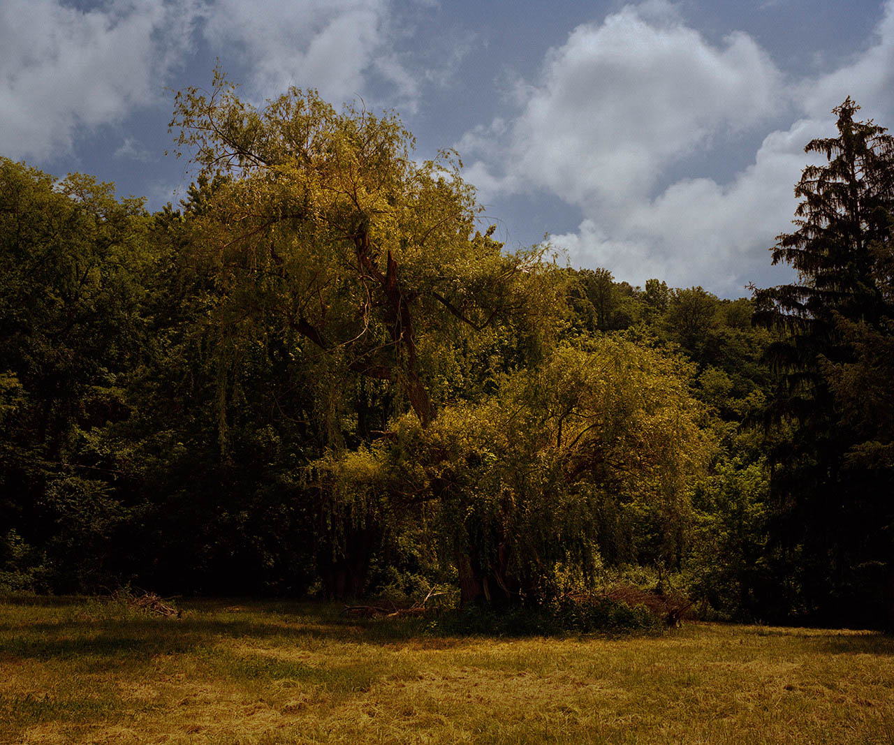 willow 001 burn magazine